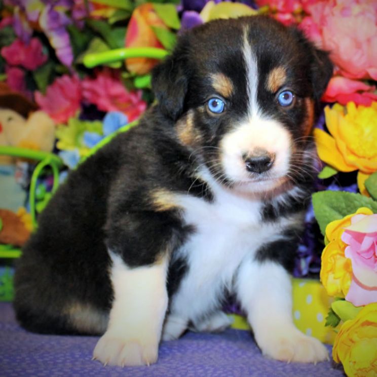 De'voreaux White
