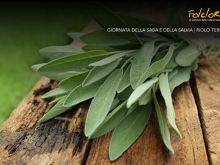 Della Saba