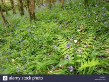 Devon Wood