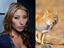 Dichen Lachman