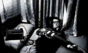 Elvis Costello