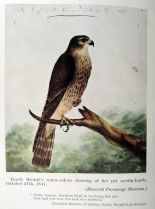 Emily Brontë #3680360 picture (Portrait Medium)