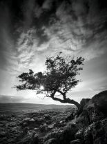 Emily Brontë #3680367 picture (Portrait Medium)