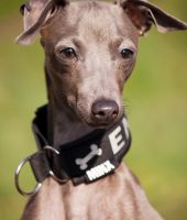 Enzo the Dog