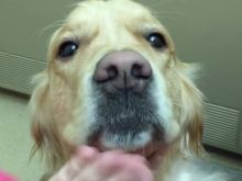 Enzo the Dog