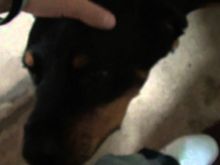 Enzo the Dog