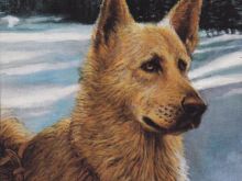 Enzo the Dog