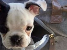 Enzo the Dog