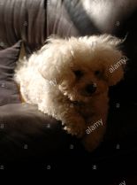 Enzo the Dog