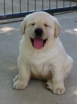Enzo the Dog
