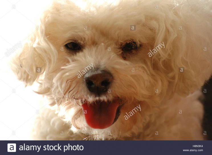 Enzo the Dog