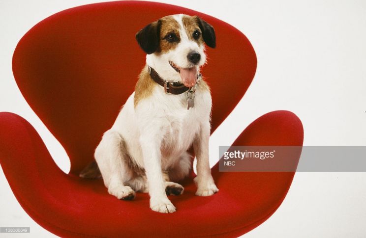 Enzo the Dog