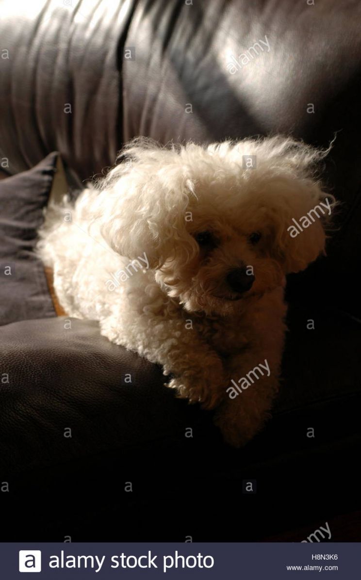 Enzo the Dog