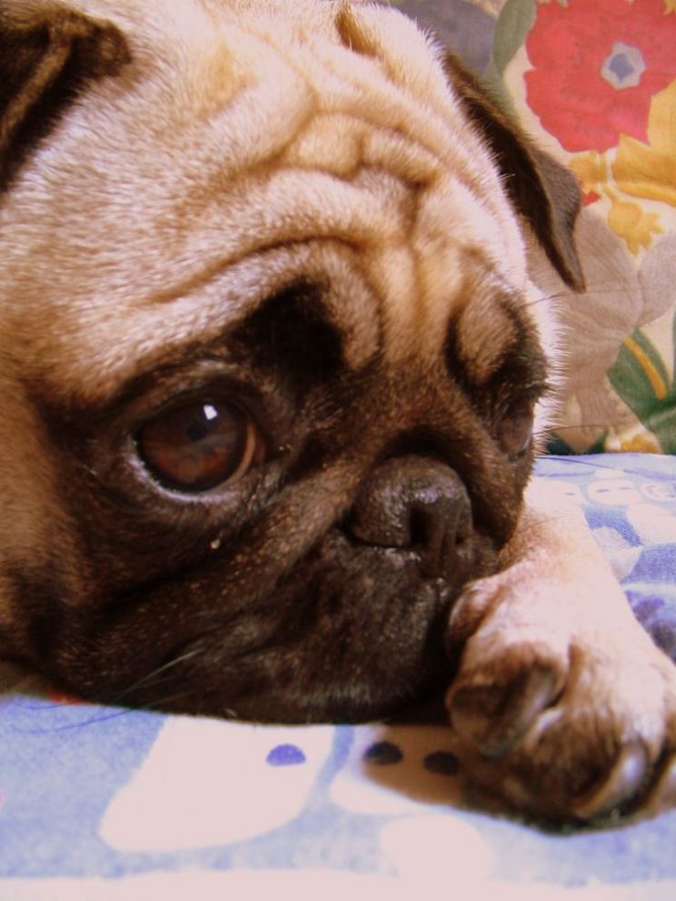 Enzo the Dog