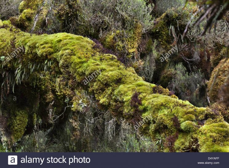 Erika Forest