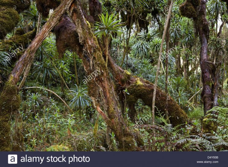 Erika Forest