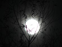 Eve Moon