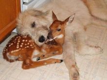 Fawn Irish