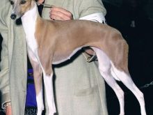 Fawn Irish