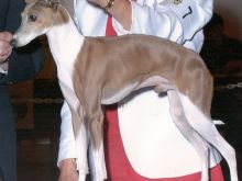Fawn Irish