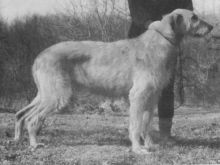 Fawn Irish