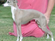 Fawn Irish