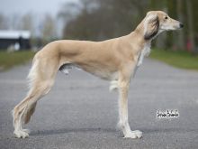 Fawn Irish