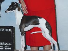 Fawn Irish