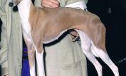 Fawn Irish