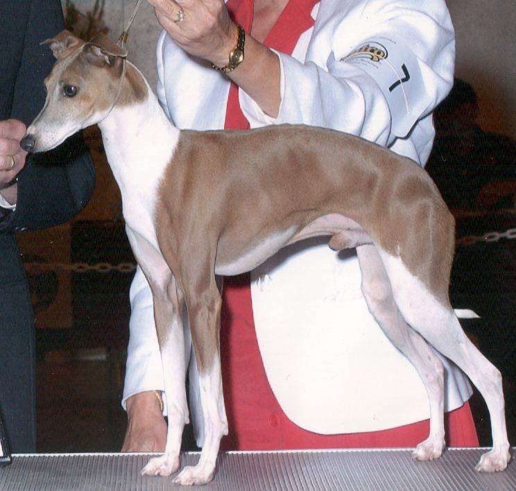 Fawn Irish