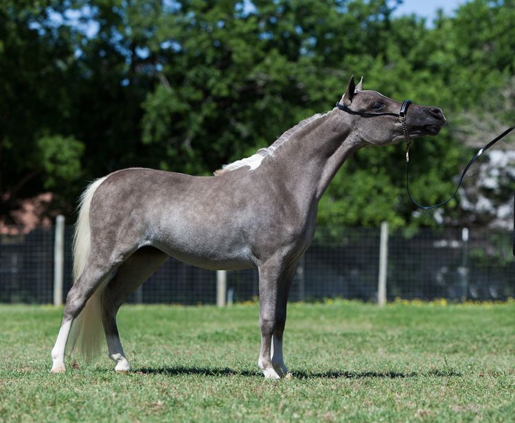 Fawn Irish