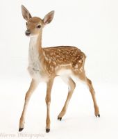 Fawn