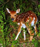 Fawn