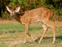 Fawn