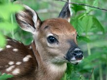 Fawn