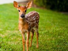 Fawn