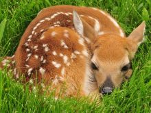 Fawn