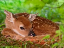 Fawn