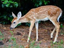 Fawn