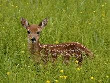 Fawn