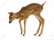 Fawn