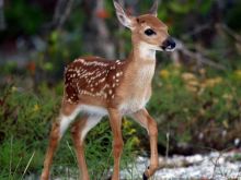 Fawn