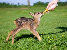 Fawn