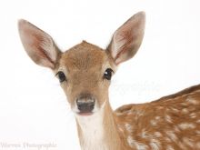 Fawn