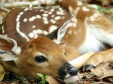 Fawn