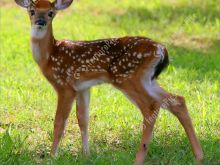 Fawn