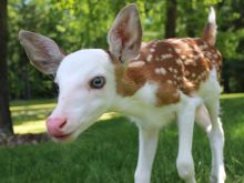 Fawn