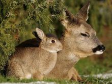 Fawn