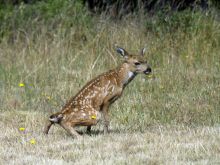 Fawn