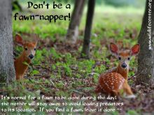 Fawn